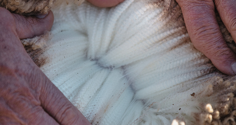 WEŁNA MERINO